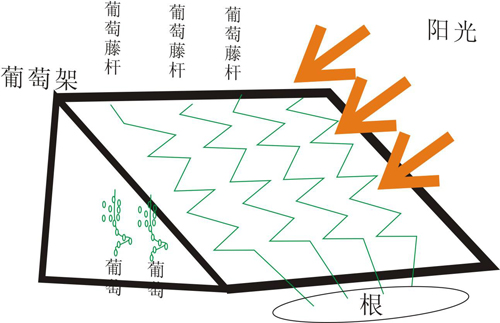 葡萄氣調(diào)庫